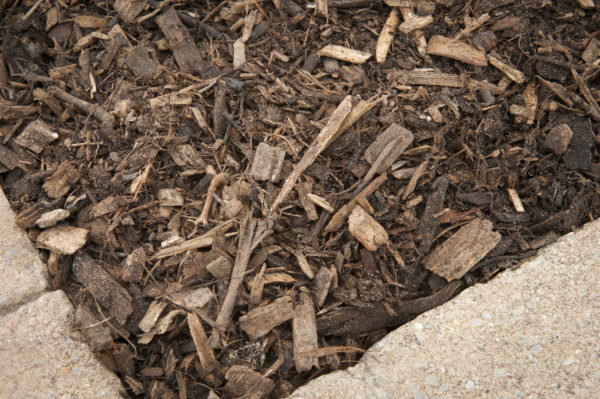 Paillis Forestier à la verge³
