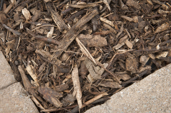 Paillis de bois raméaux fragmentés (B.R.F.) à la verge³